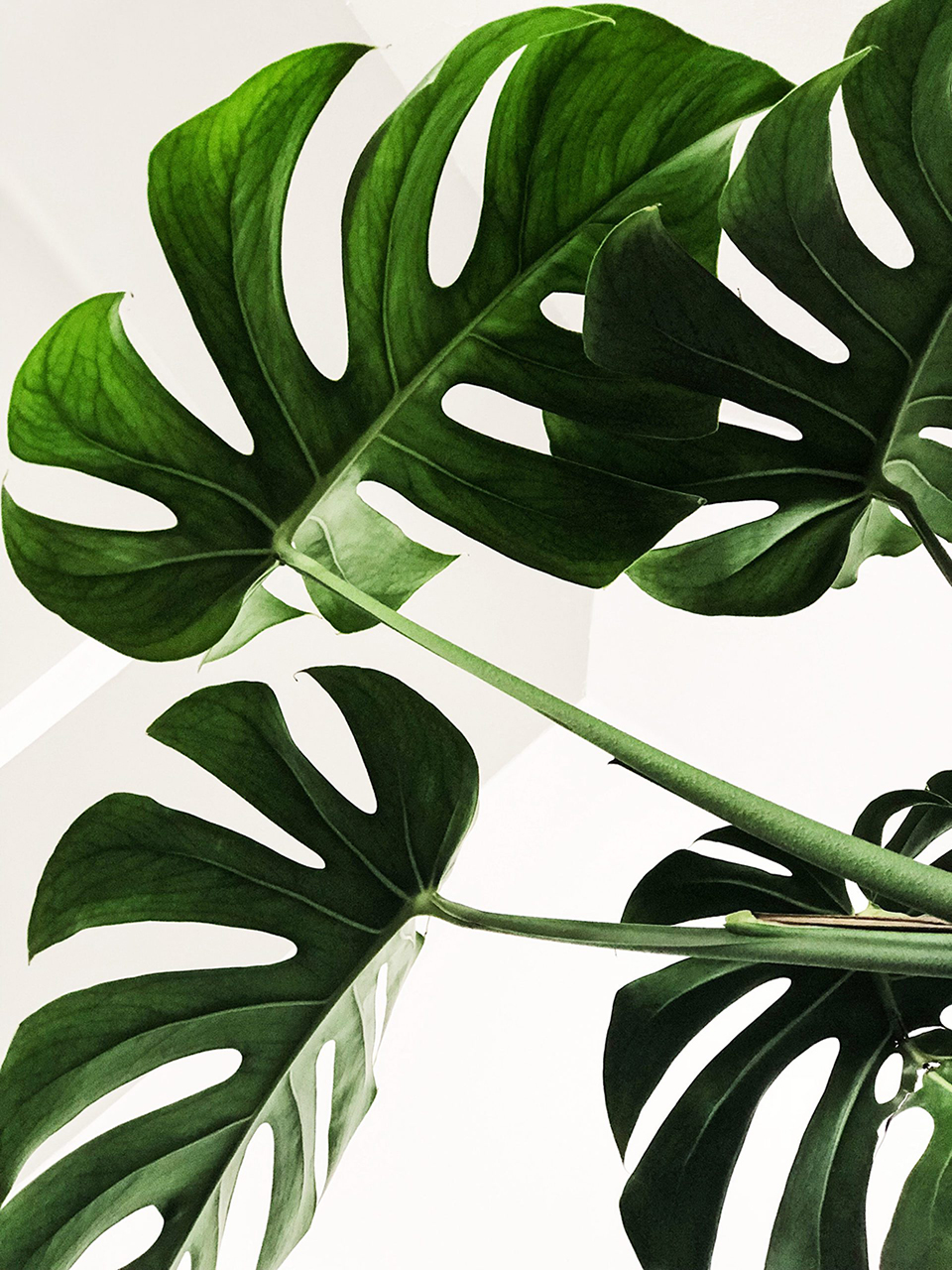 Non-Toxic Cleaners: The Next Phase of the Global Organic Movement